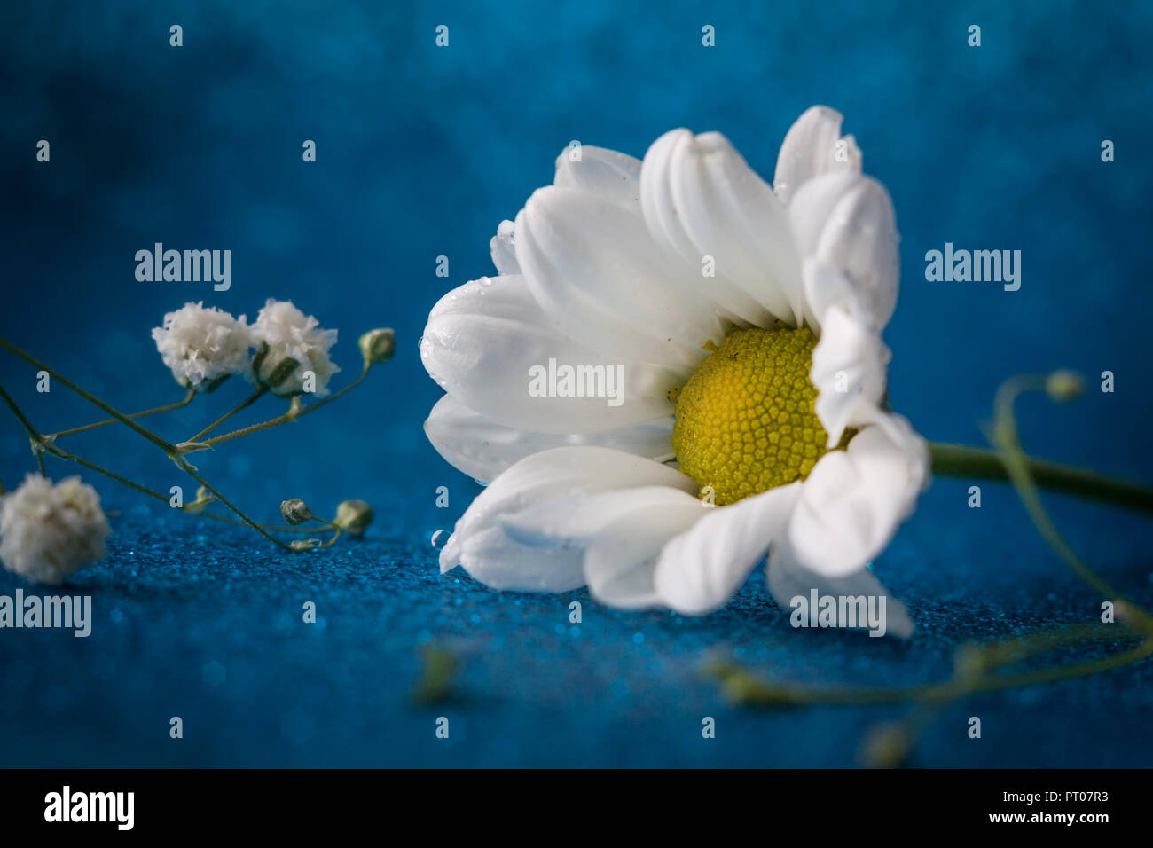 Macro shot de flores sobre un fondo azul. Foto de stock