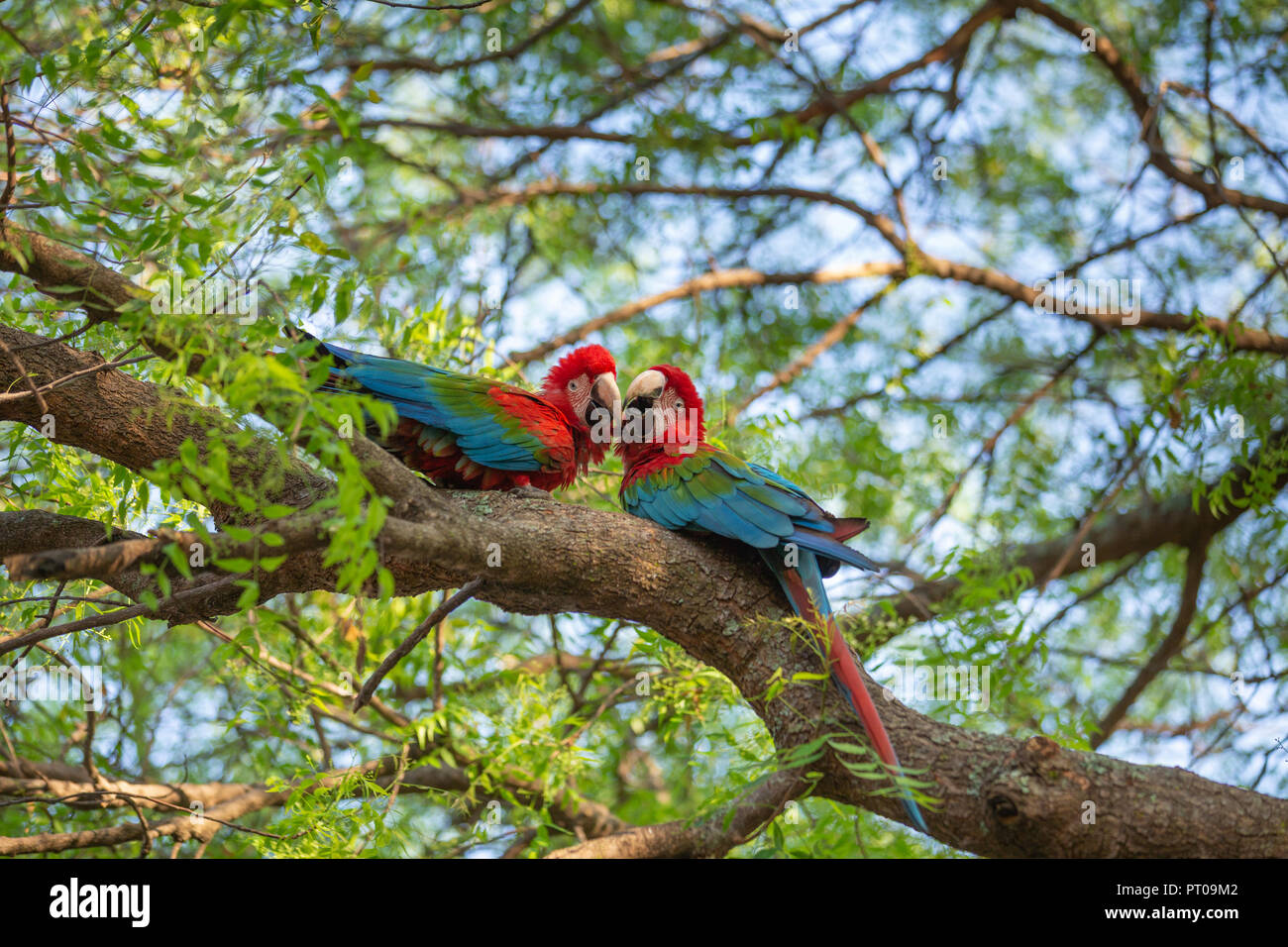 Dos bellamente coloreados guacamayos tocando sus picos y sentado sobre un árbol en el bosque Foto de stock