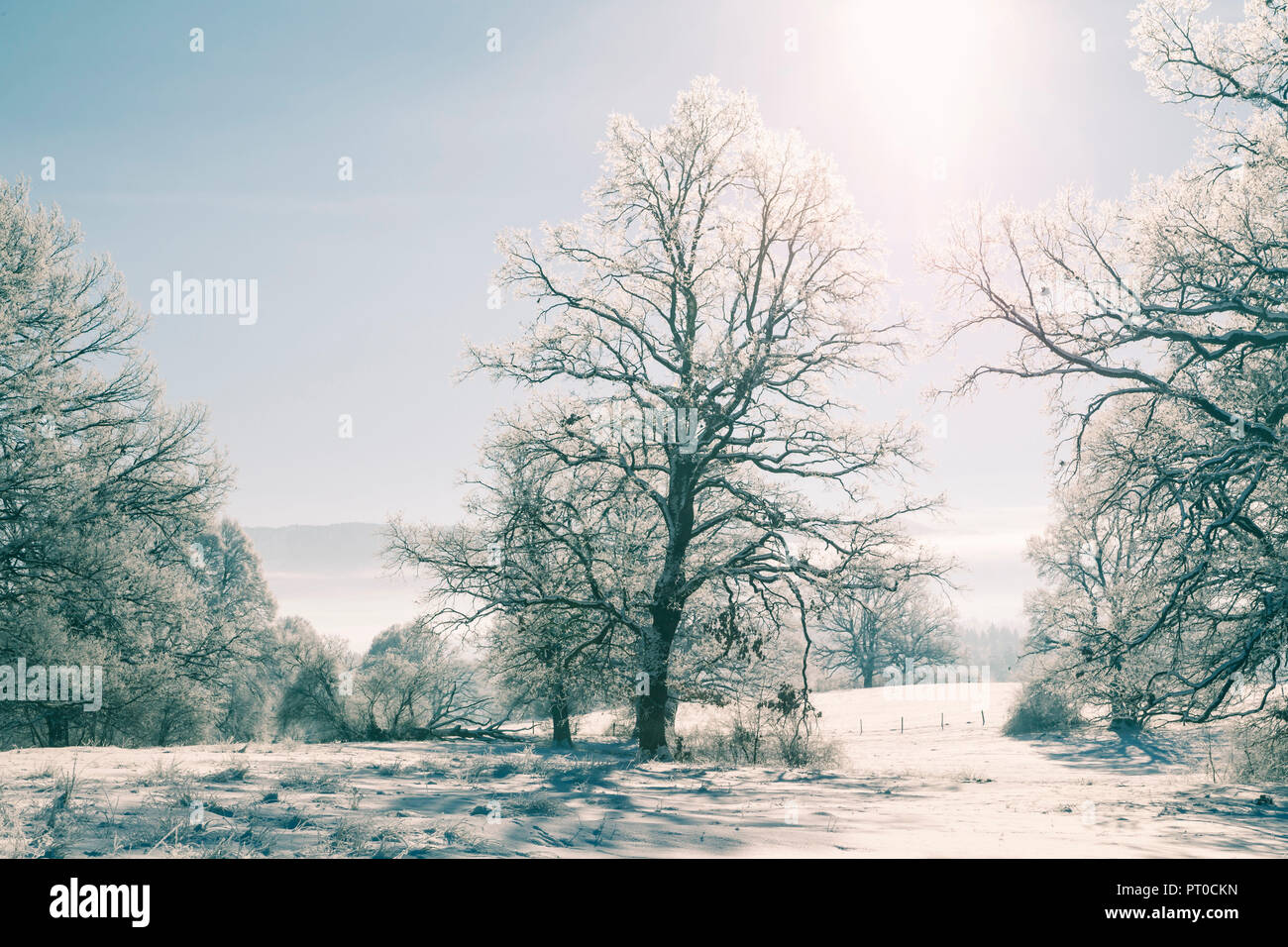 El invierno, con hielo, nieve y árboles en la helada frialdad. Foto de stock