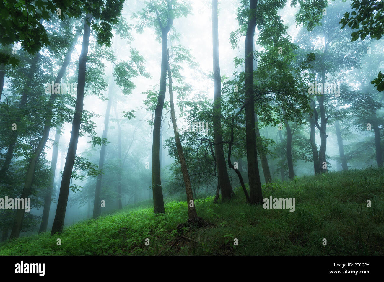 Niebla místico bosque de hayas con vista a las copas de los árboles Foto de stock