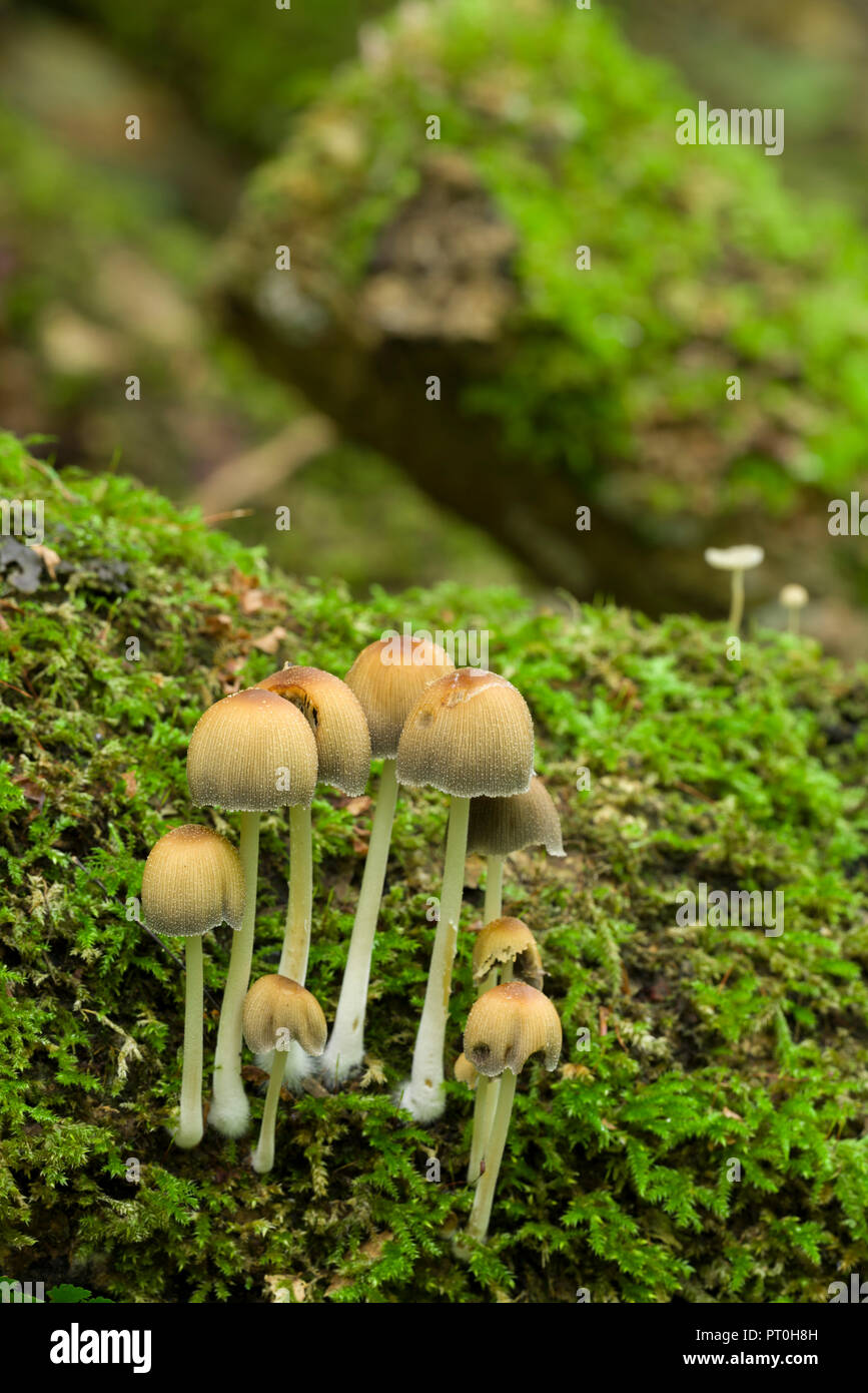 Una tropa de relucientes Inkcap (Coprinellus micaceus) hongos que crecen sobre un registro cubiertas de musgo en los bosques. Goblin Combe, North Somerset, Inglaterra. Foto de stock
