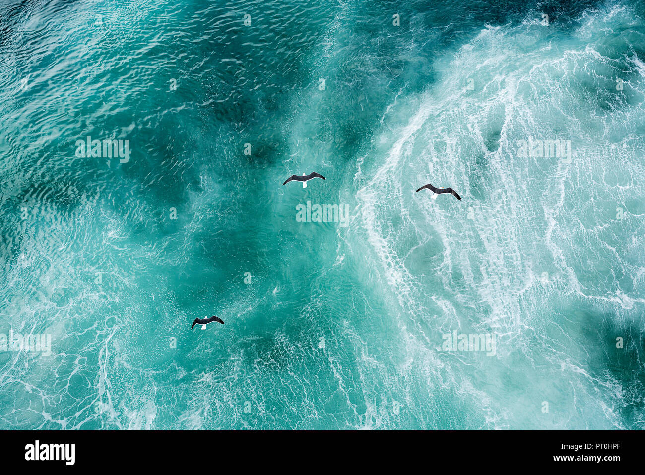 Tres palomas volando por encima del Atlántico Norte Foto de stock