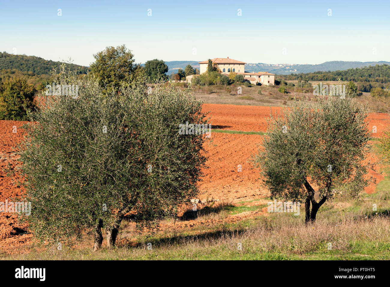 Italia, Toscana, provincia Siena, campo y olivos. Foto de stock