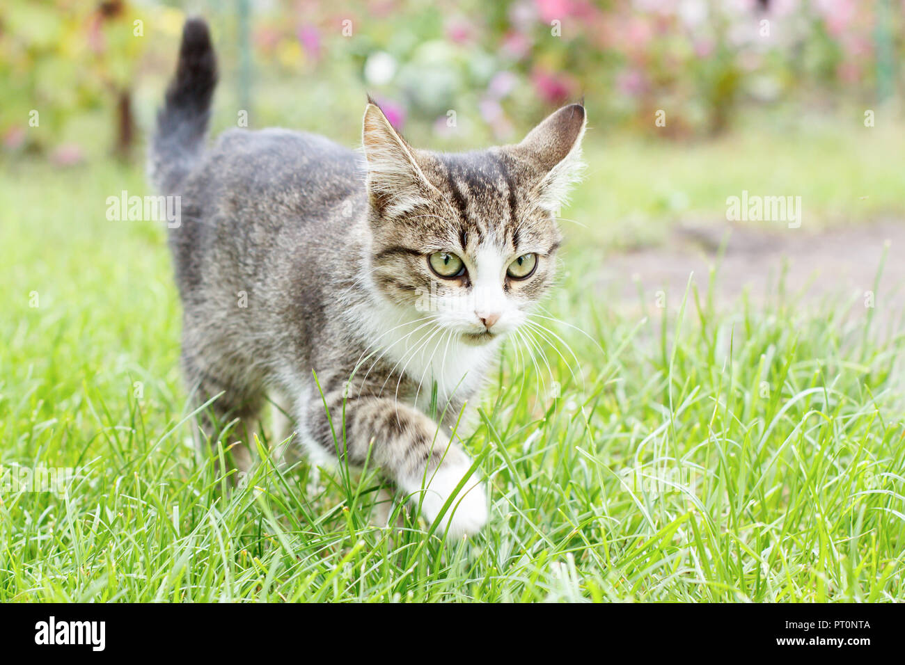 Atigrado gris y blanco joven gatito caminando sobre el pasto verde exterior  con fondo natural. Profundidad de campo vertical Fotografía de stock - Alamy