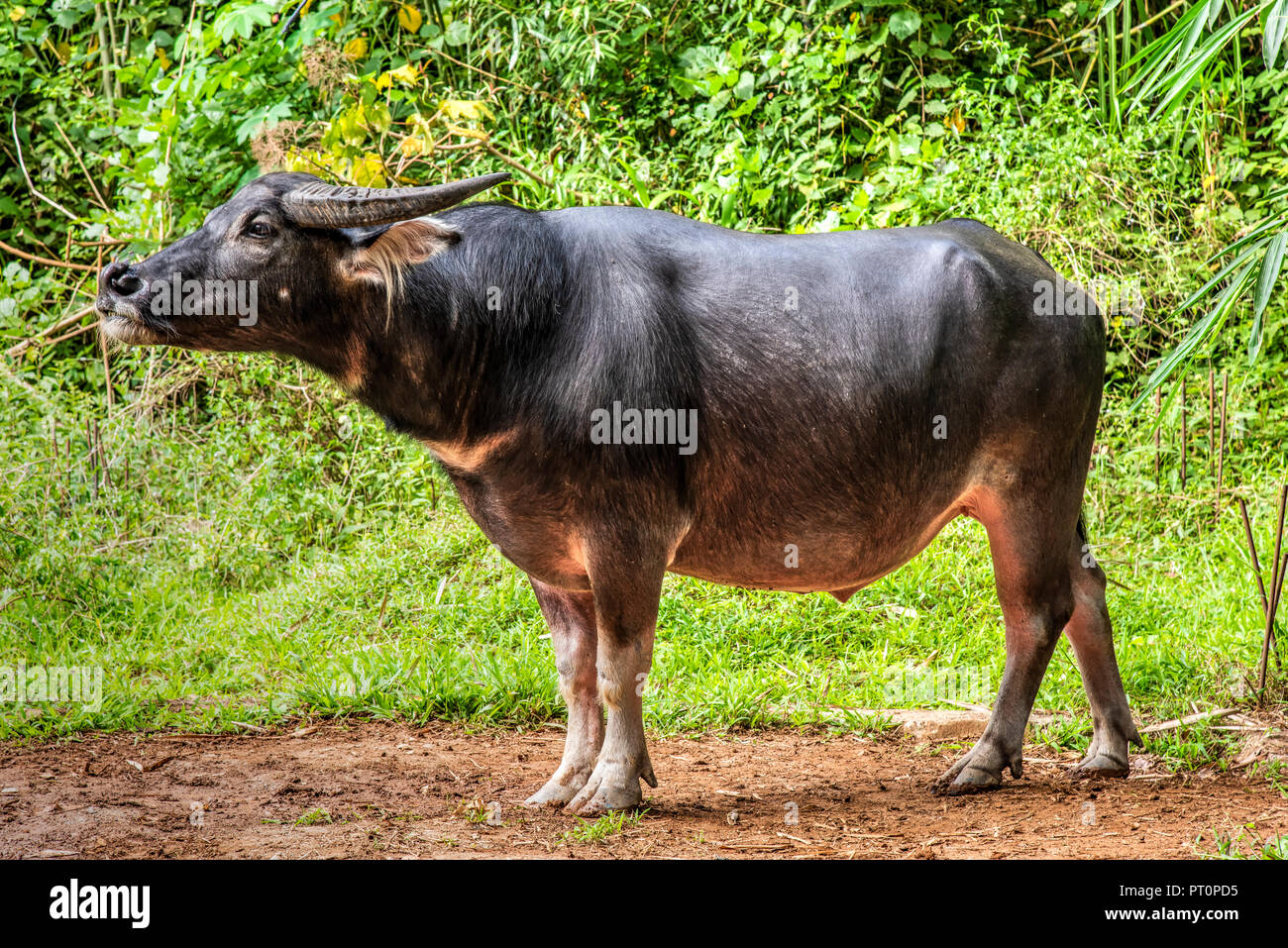 Búfalo de agua o Bubalus bubalis, Rantepao, Tana Toraja, Sulawesi, Indonesia Foto de stock