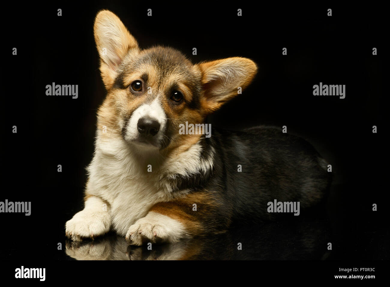 Puppy corgie mirando en una foto oscura studio Foto de stock