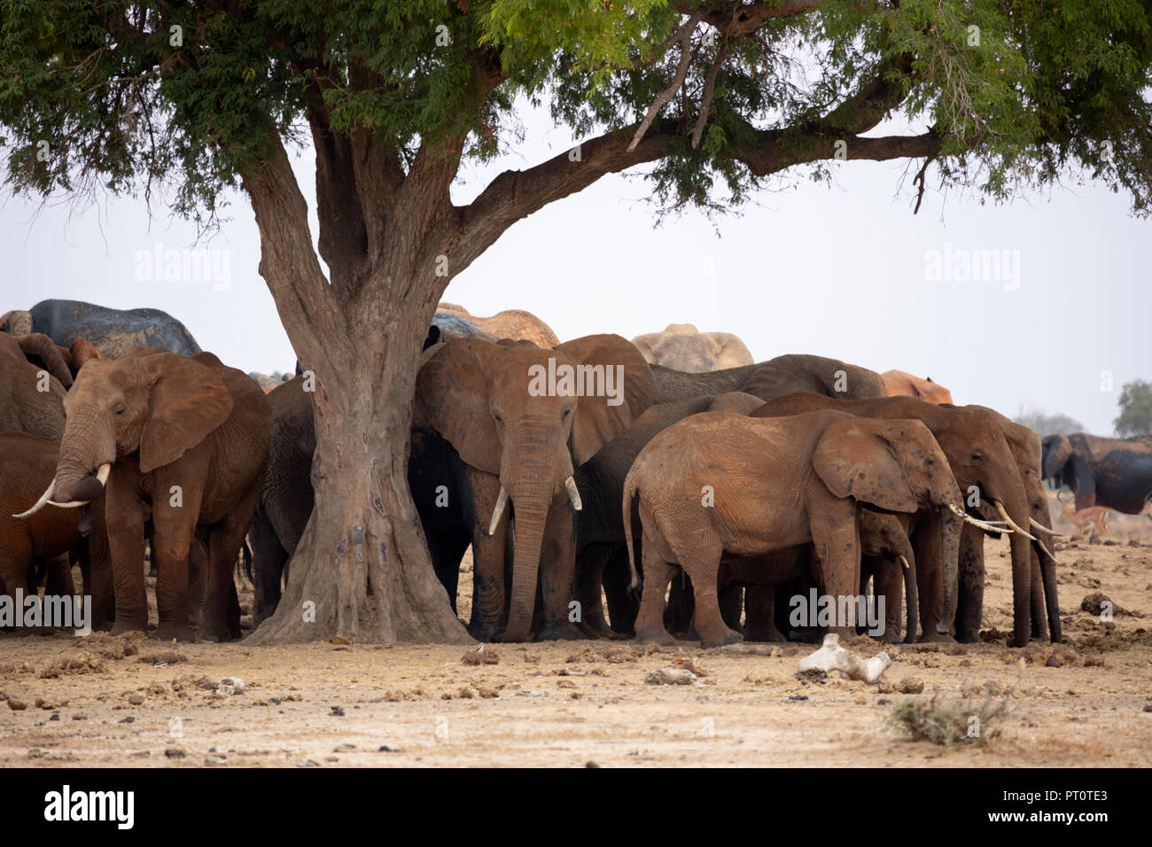 El Parque Nacional de Tsavo East, Kenya, AFRICA: una manada de elefantes africanos de pie bajo la sombra de un árbol en la sabana en tarde de sol Foto de stock