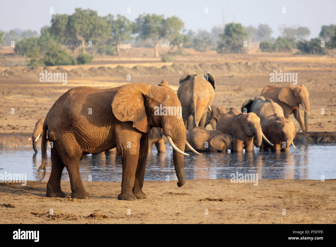 El Parque Nacional de Tsavo East, Kenya, AFRICA: una manada de elefantes africanos en el abrevadero en la sabana seca en el sol de la tarde Foto de stock