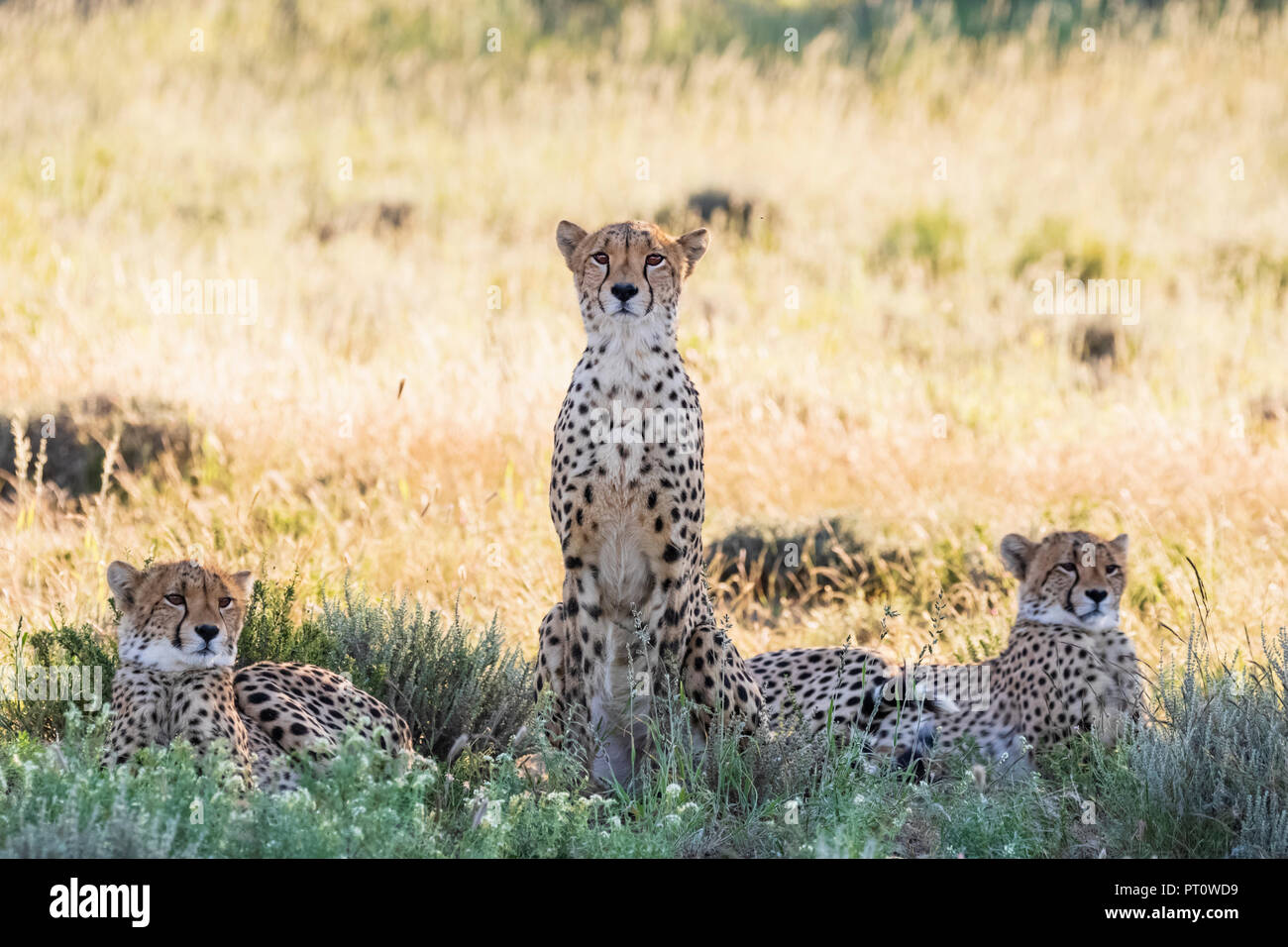 Botswana, el Parque Transfronterizo Kgalagadi, guepardos, Acinonyx jubatus Foto de stock
