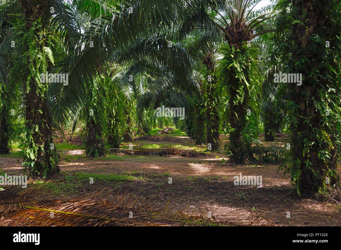 Alley a través de la plantación de palma de aceite en el distrito de Pathio Chumphon provincia de Tailandia. Foto de stock