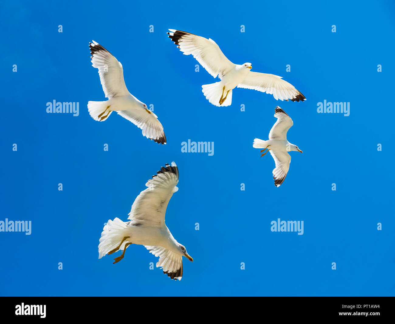 Cuatro gaviota volando en frente de cielo azul Foto de stock
