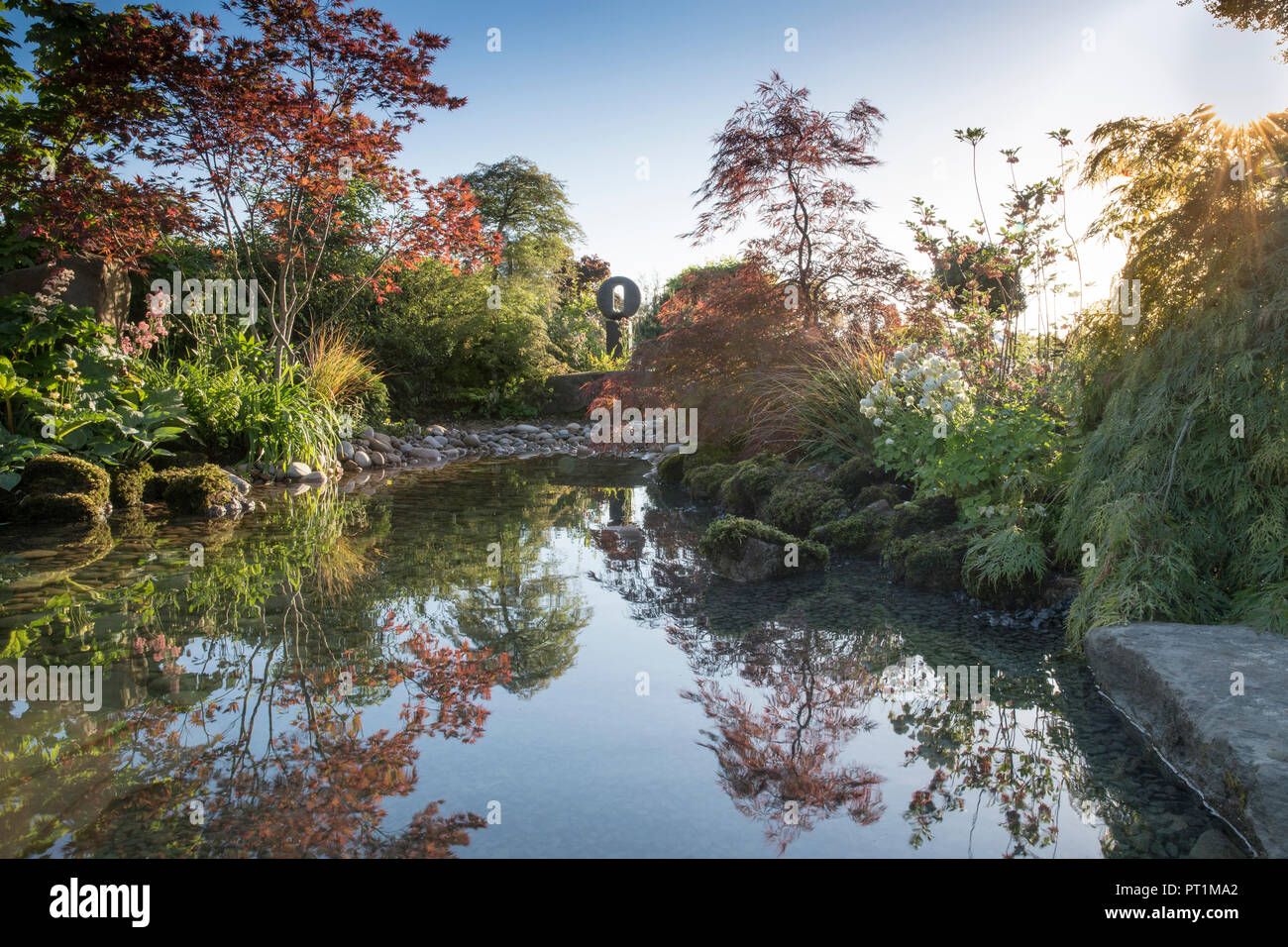 Jardín zen japonés gran estanque con piedras cubiertas de musgo con, Gunnera maniculata - Rodgersia aesculifolia - Acer palmatum árboles Reino Unido Foto de stock