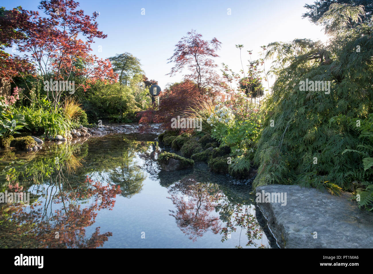 Jardín Zen japonés gran estanque con piedras cubiertas de musgo con, Gunnera maniculata - Rodgersia aesculifolia - Acer palmatum árboles - Reino Unido Foto de stock