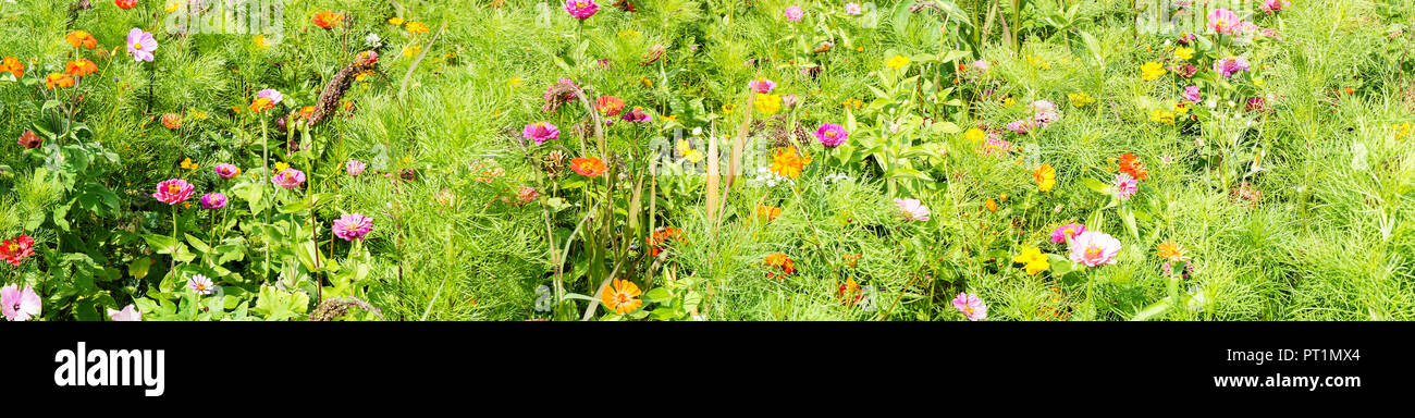 Prado de flores con flores de verano como fondo, panorama Foto de stock