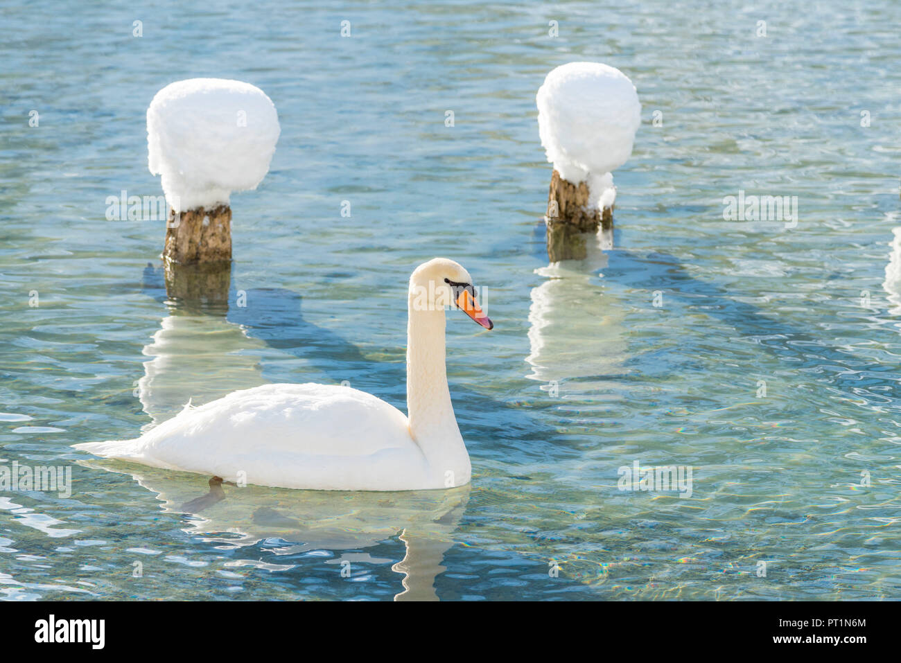 Dobbiaco / Toblach, provincia de Bolzano, Tirol del Sur, Italia, el invierno en el lago Dobbiaco con cisne flotante Foto de stock
