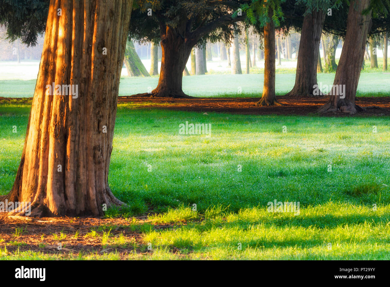 La primera luz en el parque de Villla Reale, Monza, Provincia de Monza Brianza, en Lombardía, Italia, Europa Foto de stock