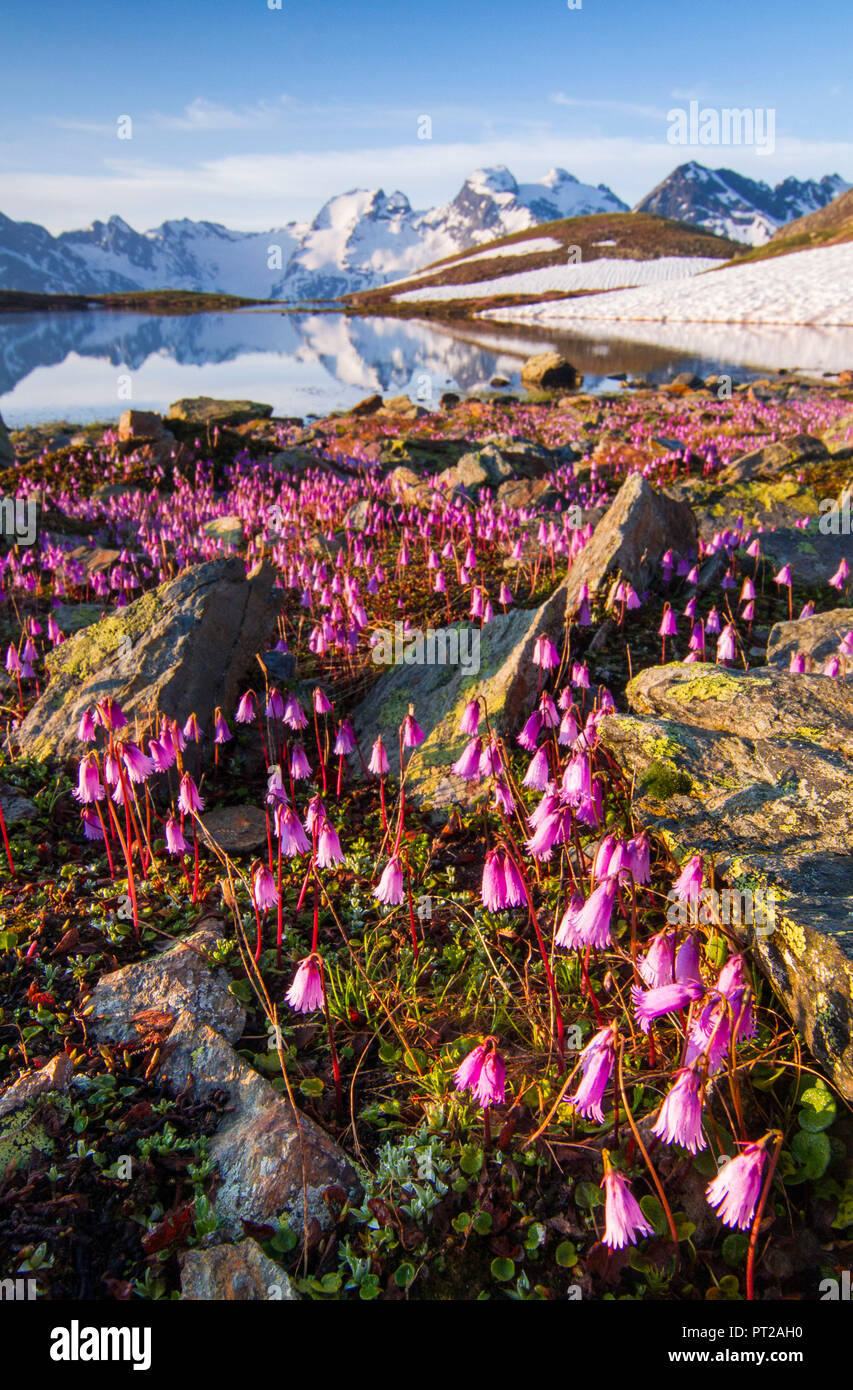 Floración verano de Soldanella en lagos, Forbesana Valdidentro, Valtellina, Lombardía, Italia Foto de stock