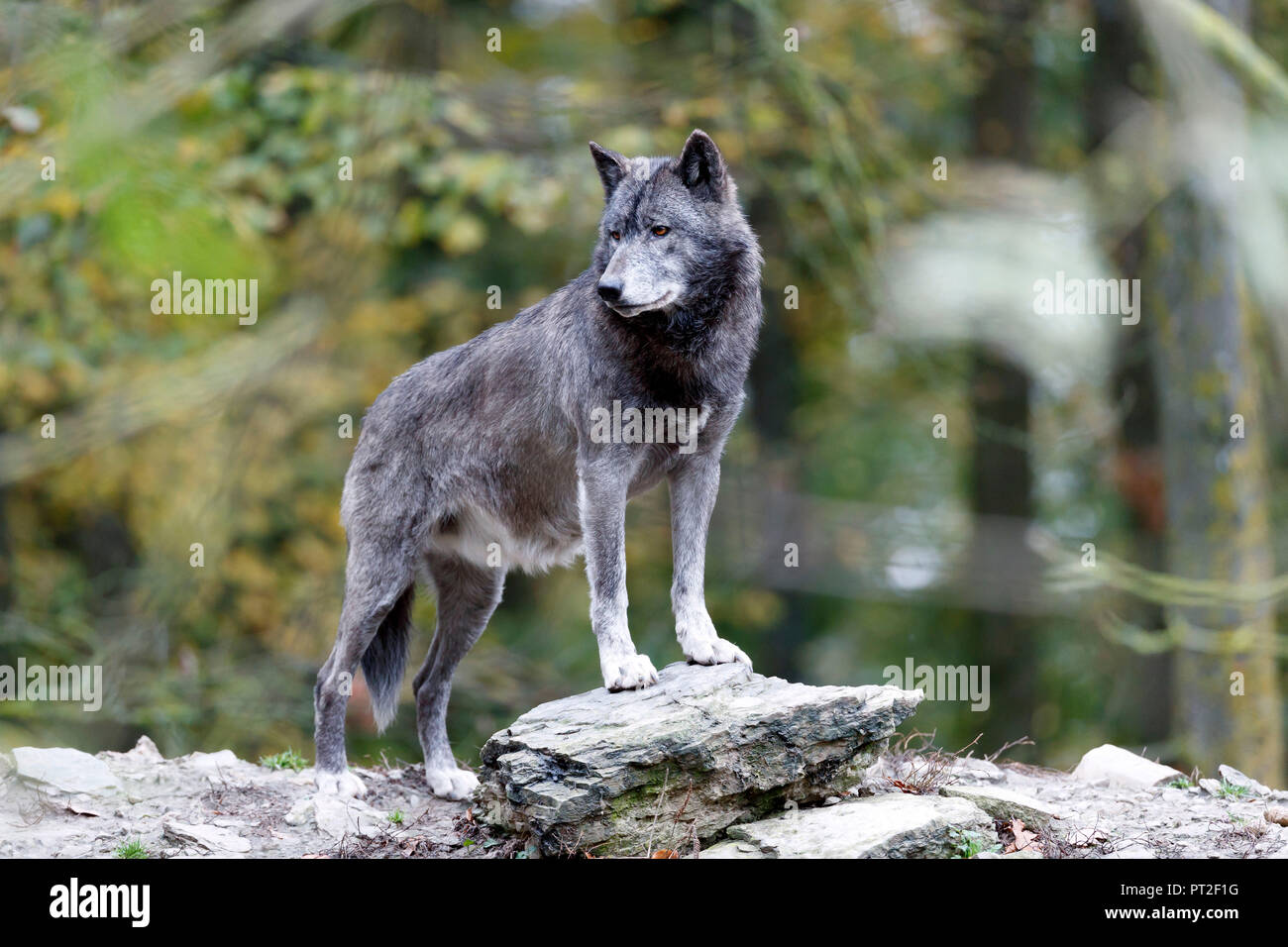 Este lobo, lobo, Algonquin lobo (Canis lupus lycaon), cautiva Foto de stock