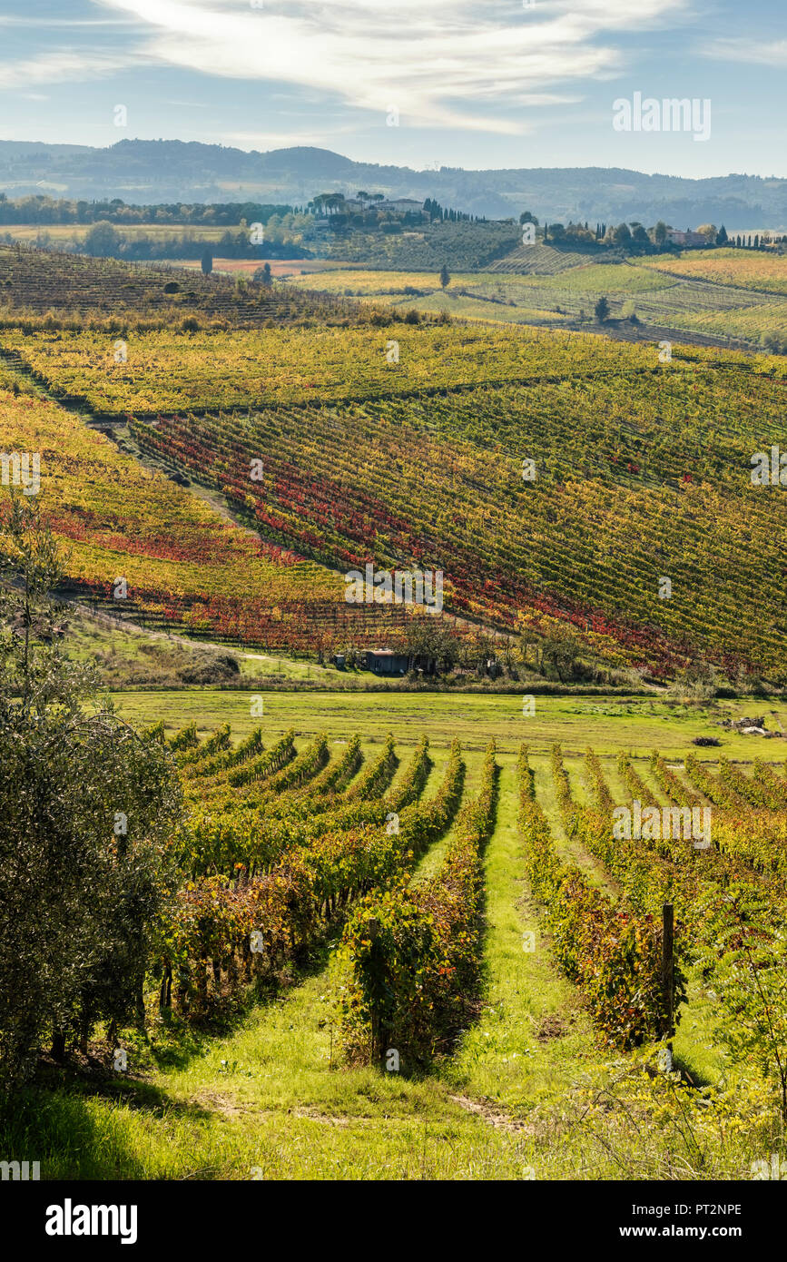 Italia, Toscana, viña en la provincia de Siena Foto de stock