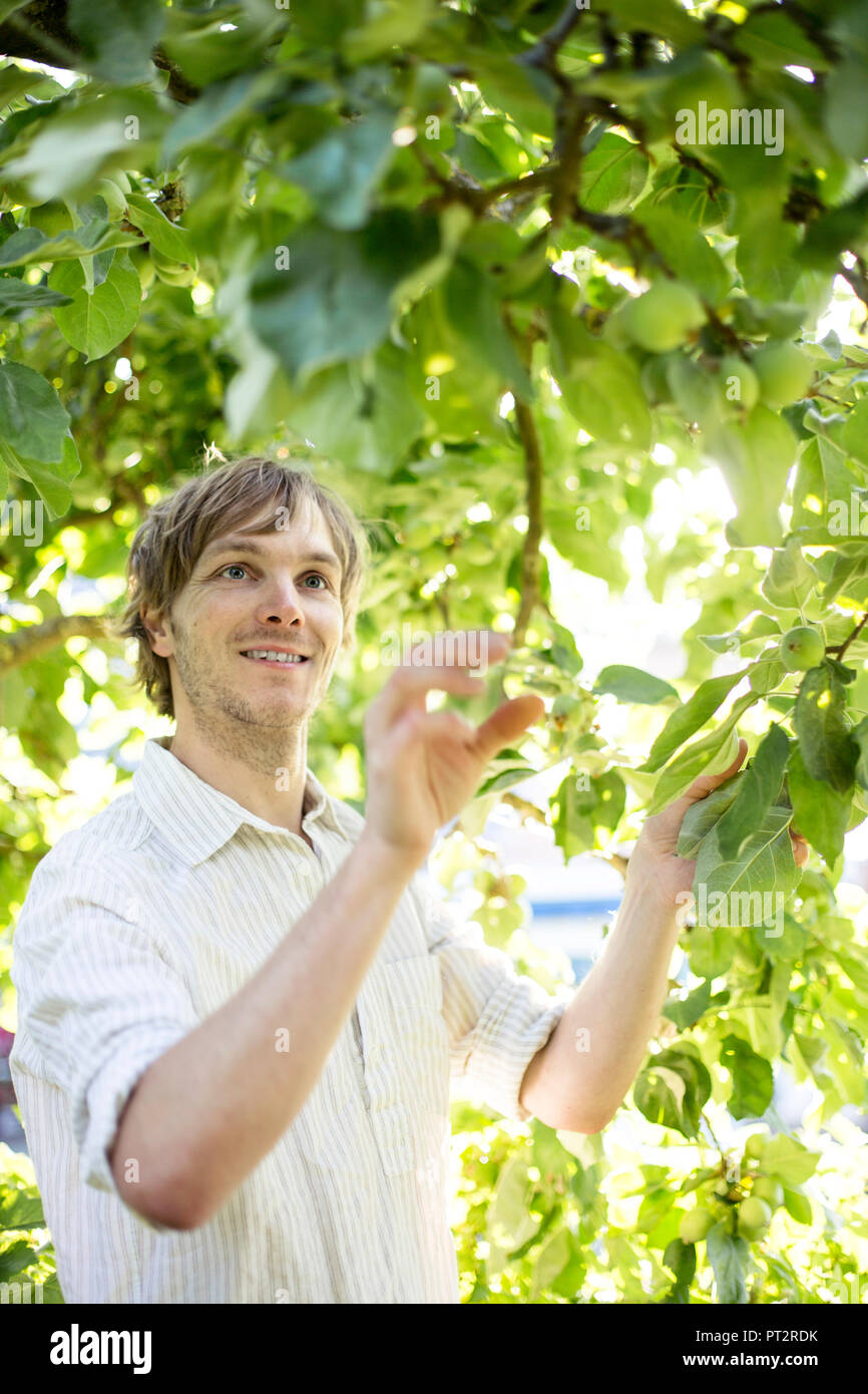 Hombre mirando las manzanas verdes en Apple tree Foto de stock