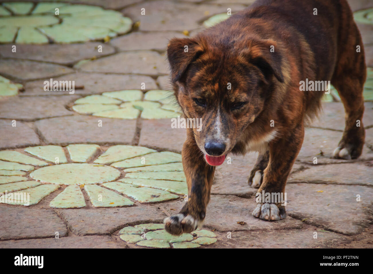 Negro Sin Hogar Abandonado Perro Callejero Es Caminando Por La Calle Poco Triste Perro Abandonado Es Solitaria En El Sendero Lonely Homeless Perro Callejero Es Caminar En U Fotografia De Stock