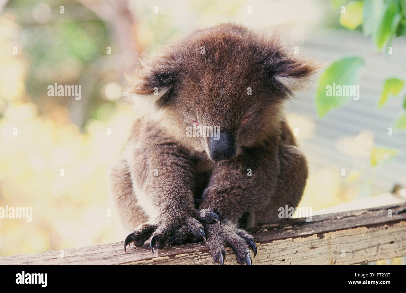 El Koala, Oso, animales, Australia Foto de stock