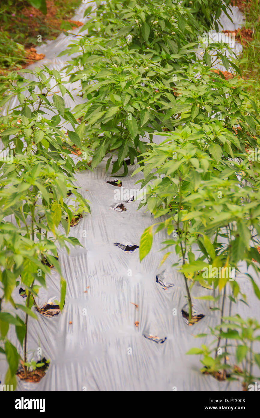 Chili siembra orgánica sobre lámina de plástico de los agujeros para evitar  las malas hierbas de la dispersión de agua y fertilizantes y la reducción  del uso de productos químicos. Verdes jóvenes