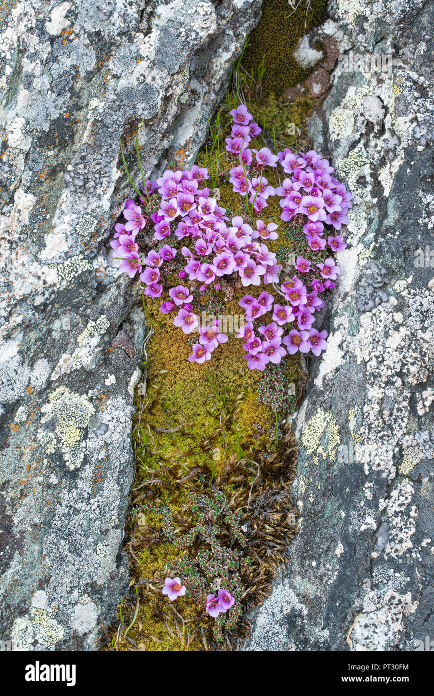 Las saxífragas rojo púrpura (Saxifraga oppositifolia), crece en una grieta, Gamsgrube, Parque Nacional Hohe Tauern, Carintia, Austria Foto de stock