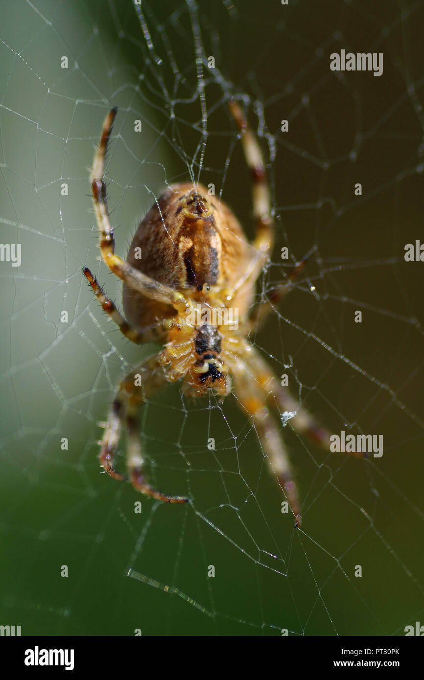 Araña de jardín, Araneus diadematus, esperando en el medio de su web. Foto de stock