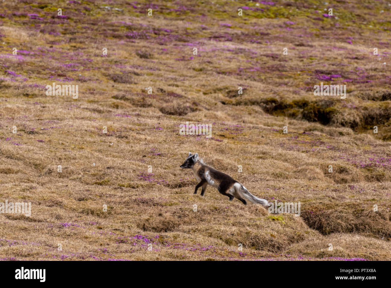 Zorro ártico (Vulpes lagopus) en el verano de abrigo en Svalbard, Noruega. Foto de stock