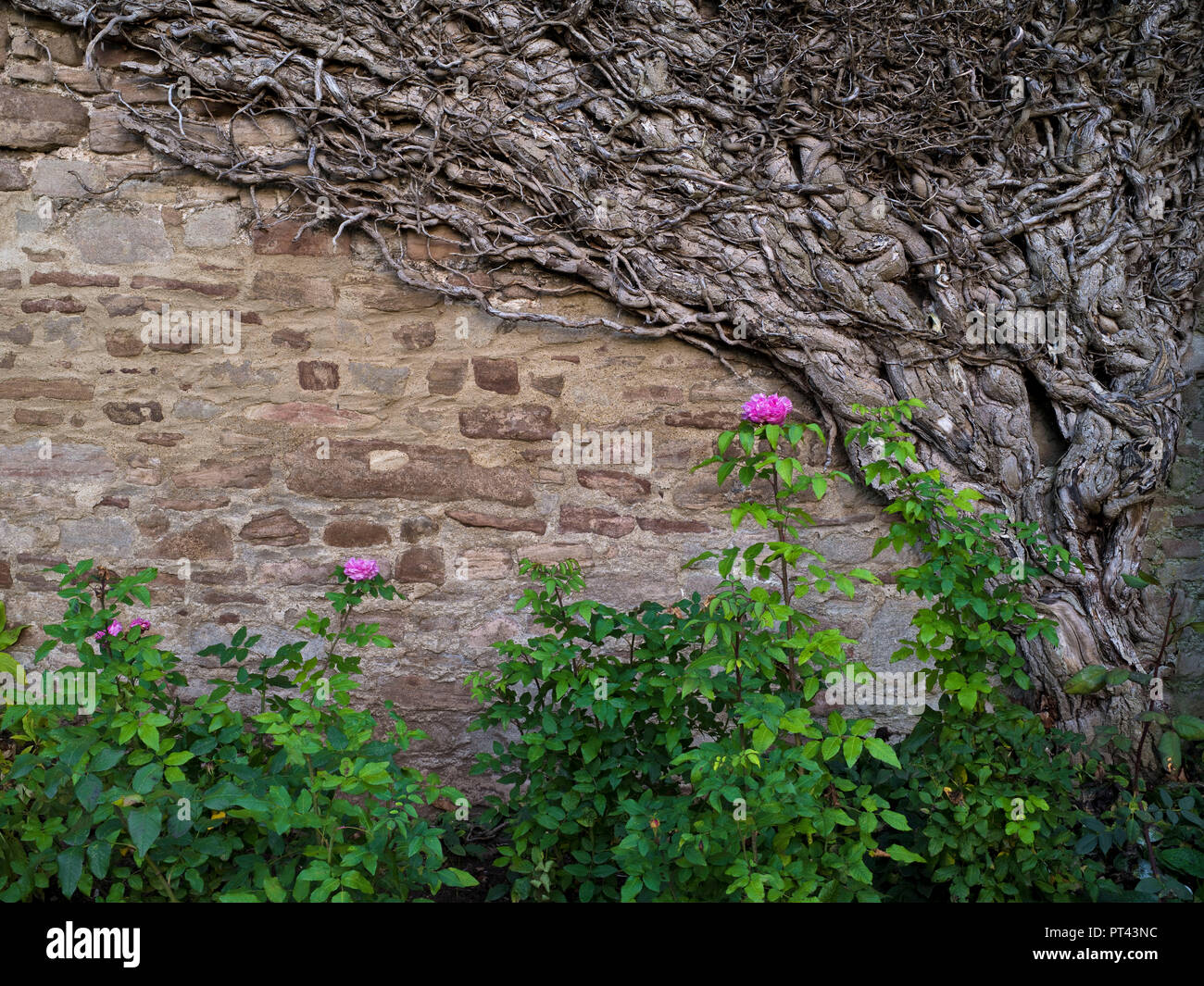En Europa, Alemania, en el Estado federado de Sajonia-Anhalt, Drübeck Ilsenburg-Drübeck, Abadía, jardines de la canoness Foto de stock