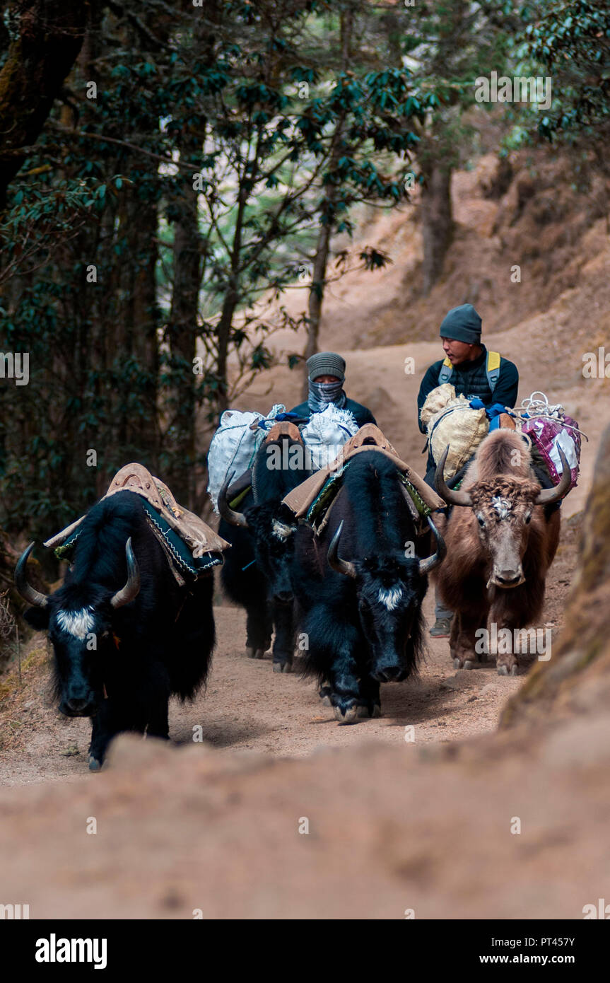 Asia (Nepal, Himalaya, Sagarmatha, Namche Bazar, el campamento base del Everest Trekking Foto de stock