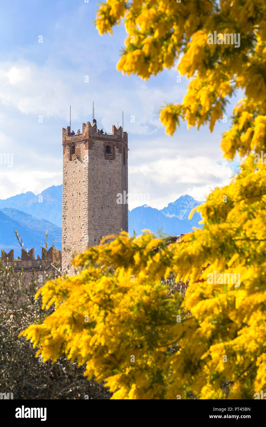 Mimosa en floración castillo de Malcesine, Lago de Garda, provincia de Verona, Véneto, Italia, Europa Foto de stock