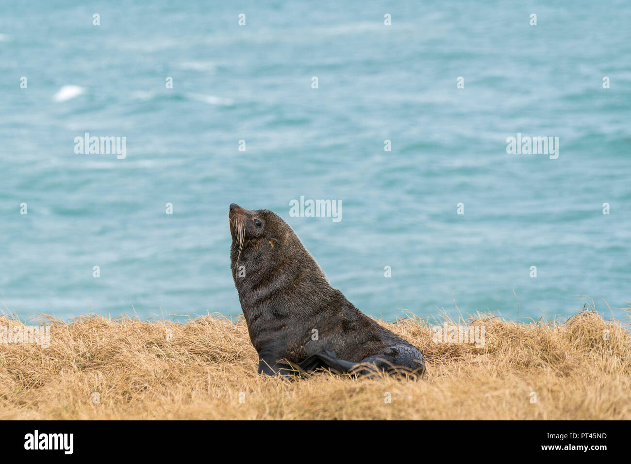 Una foca en la hierba en el punto Katiki, Península de Moeraki, Waitaki, distrito de la región de Otago, Isla del Sur, Nueva Zelanda Foto de stock