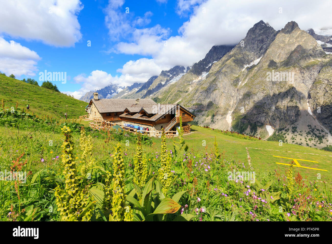 Florece de verano a Bonatti Hut, Bonatti Hut, Ferret Valley, el Valle de Aosta, Courmayeur, Italia, Europa Foto de stock