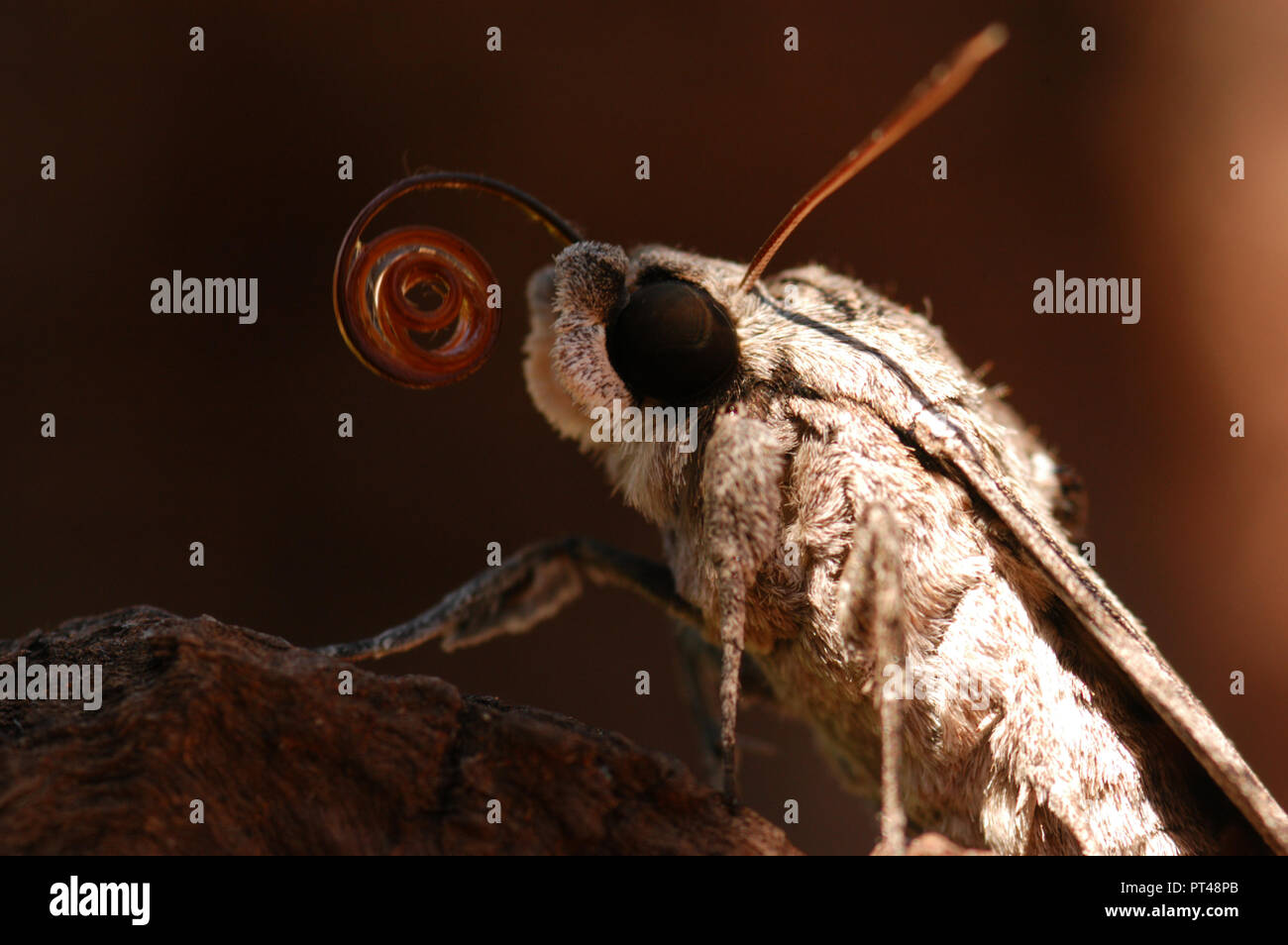 Los Sphingidae son una familia de mariposas (Lepidoptera), comúnmente conocidas como polillas halcón, polillas, y sphinx hornworms Foto de stock