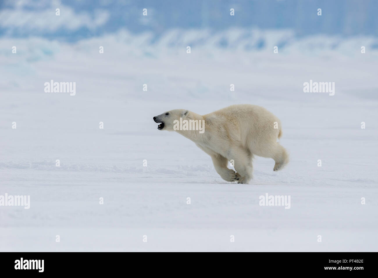 Oso Polar patrullando los témpanos de hielo en el extremo norte de la isla de Baffin. Foto de stock