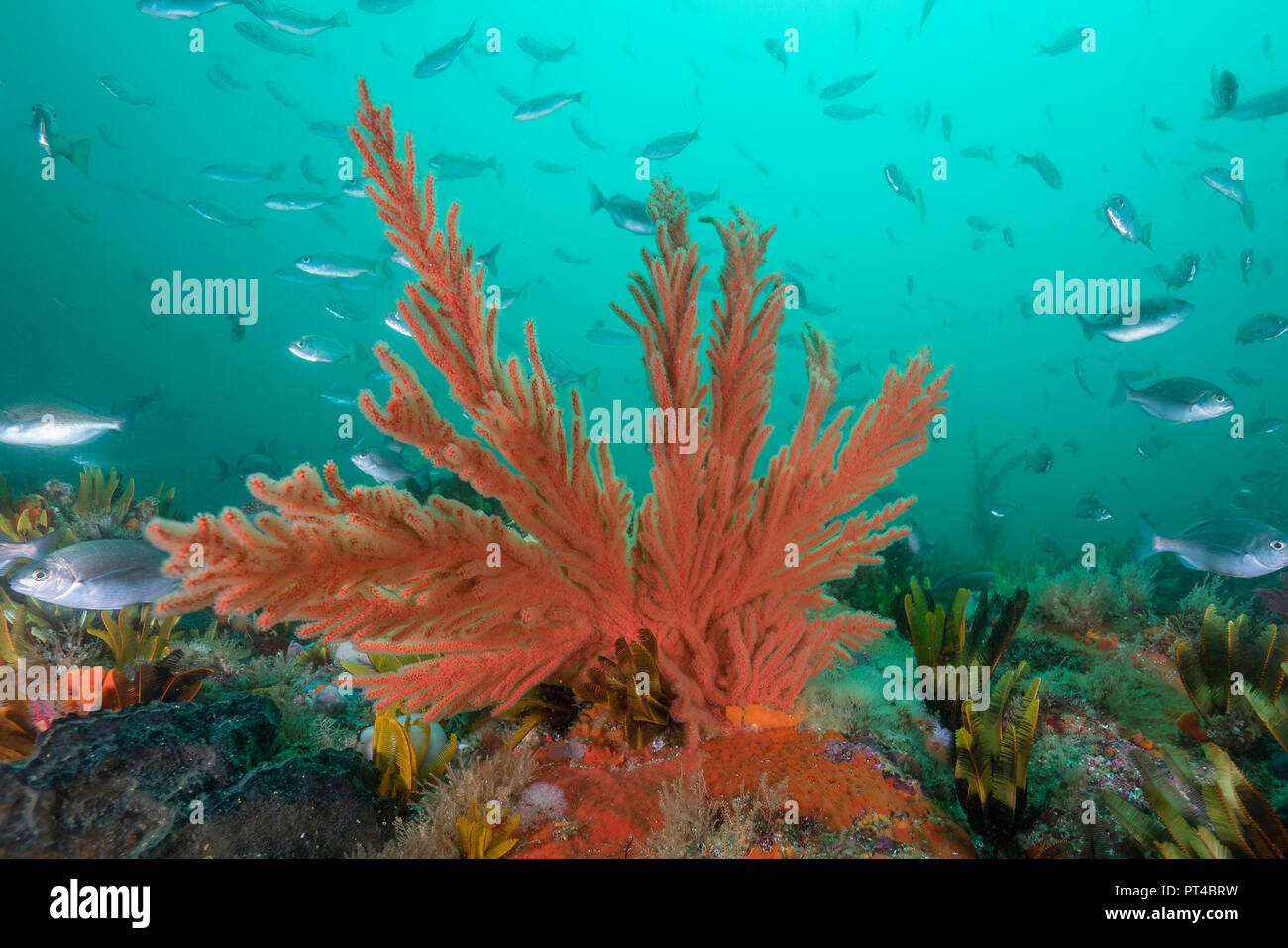 Arrecifes de coral seascape, False Bay, Sudáfrica. Foto de stock