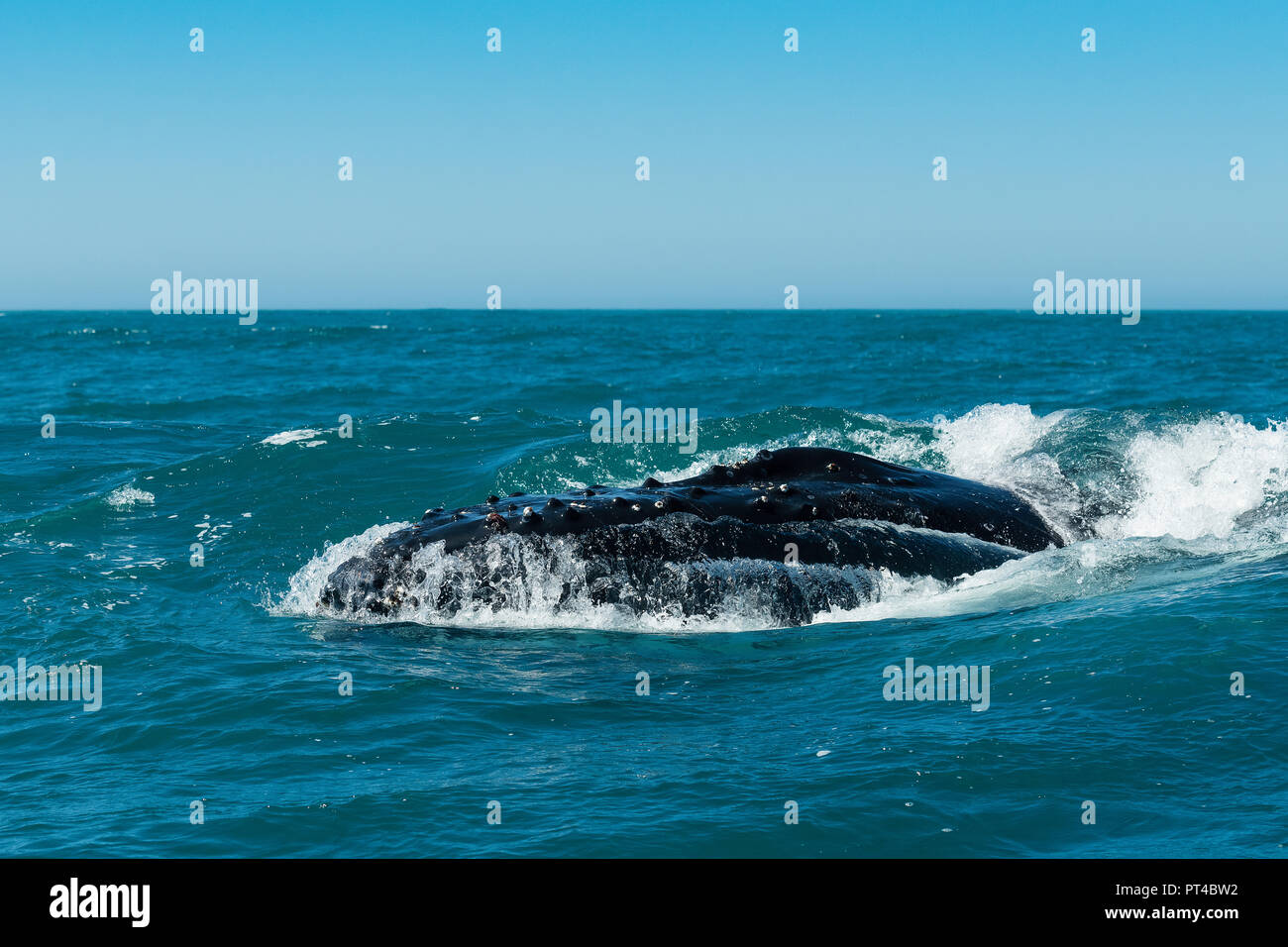 Krill y ballenas juntas
