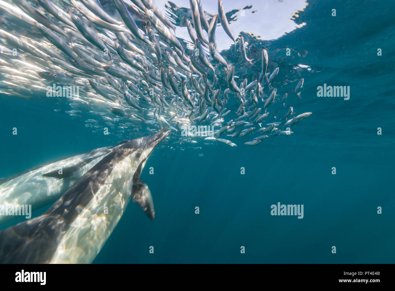 Los delfines comunes alimentándose de una sardina cebo bola durante la ejecución de la sardina, en la costa oriental de Sudáfrica. Foto de stock