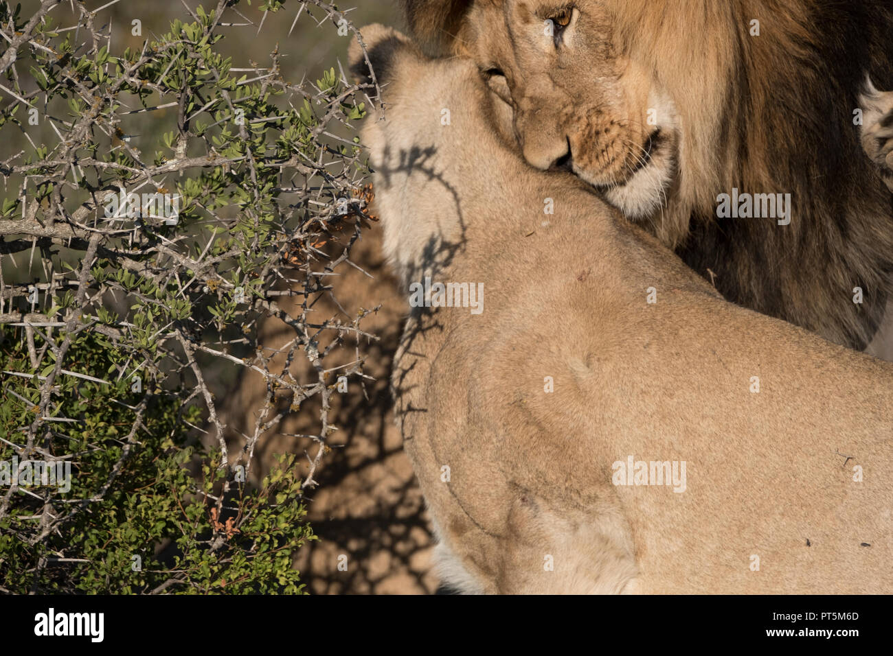 Lion intimidad - cerrar Foto de stock