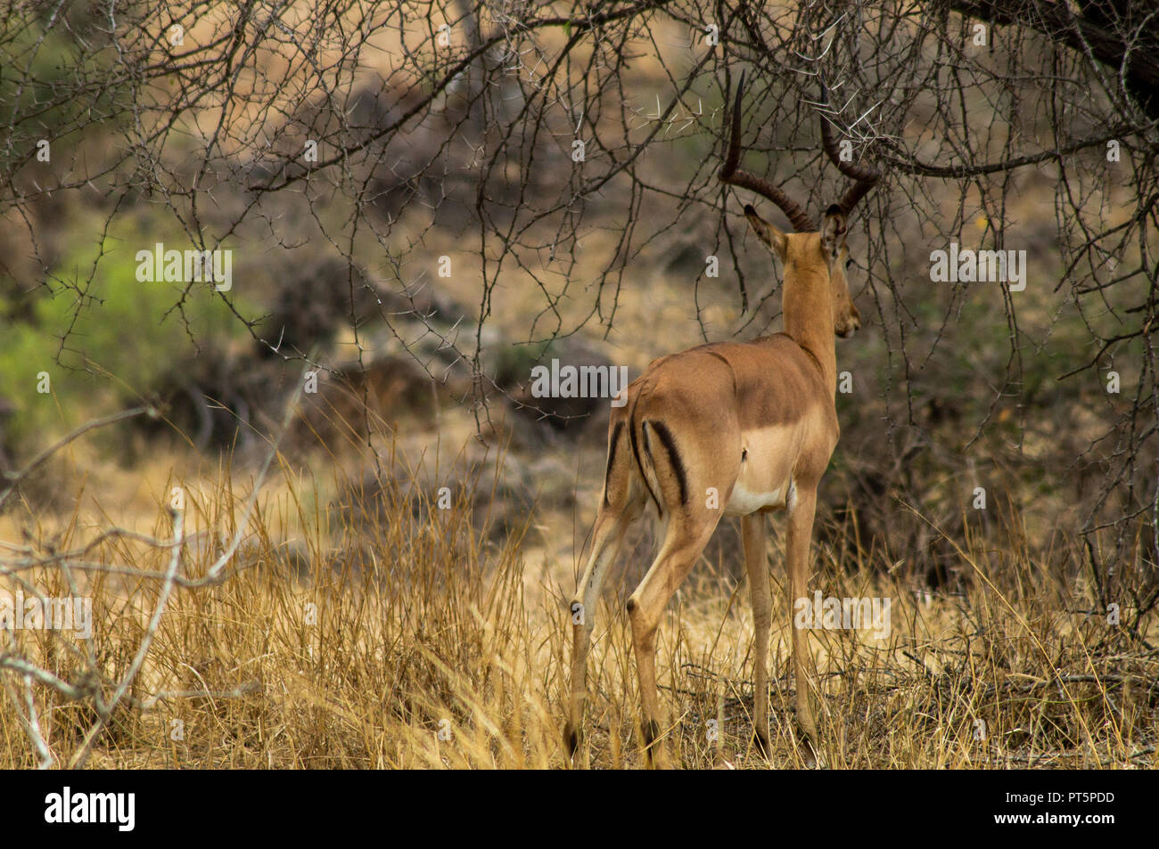 Sudáfrica: Parque Nacional Kruger - Big 5 Foto de stock