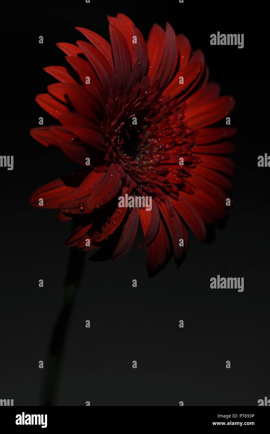 Gerbera flores frescas en la oscuridad de la noche con gotas de agua y poca  luz, haciendo hermosa fotografía Fotografía de stock - Alamy