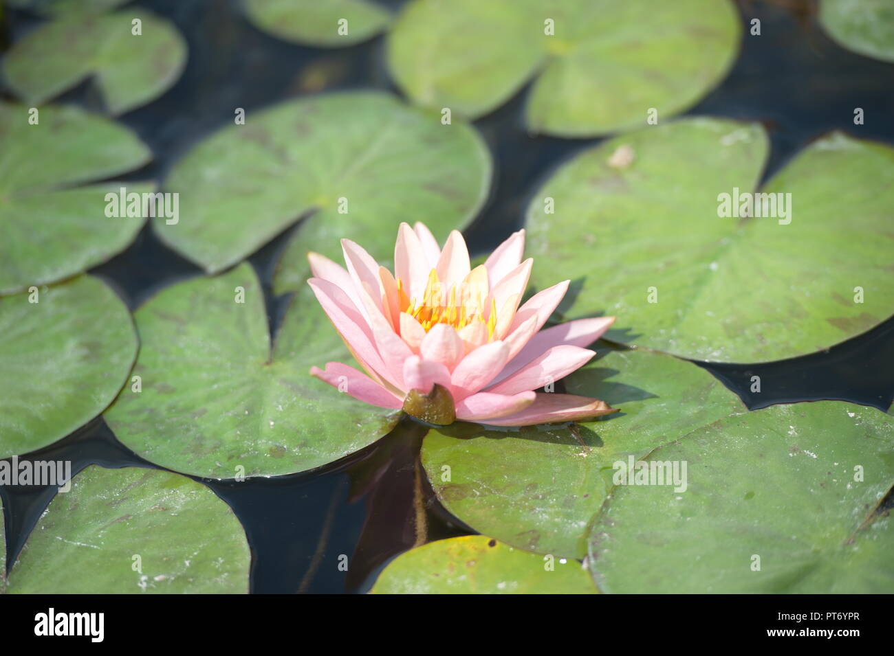 El agua en la piscina, crecimiento flores plantas tropic Fotografía de