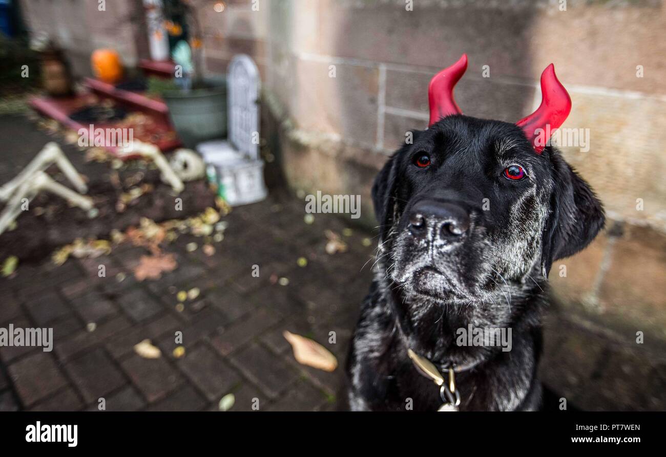 Labrador portando cuernos para Halloween Foto de stock