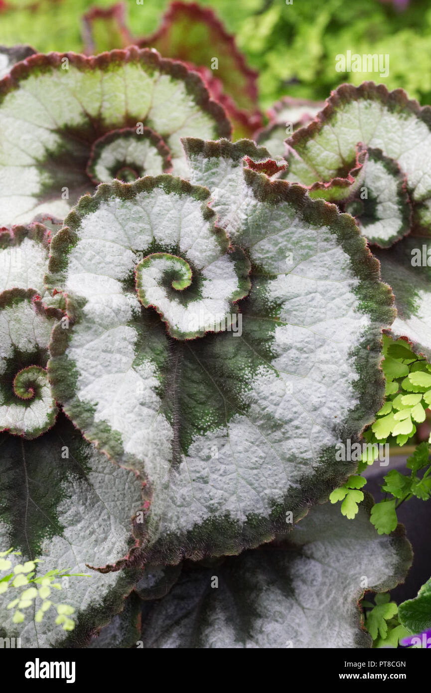 Begonia 'Caracoles' deja Fotografía de stock - Alamy