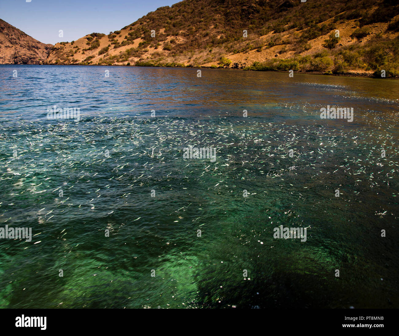 Las anchoas saltan del agua en masa, indicando la presencia de peces depredadores Foto de stock