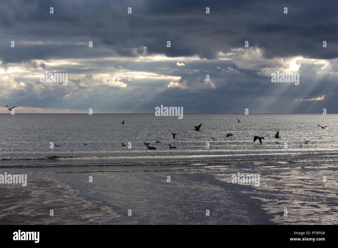 Seagull aves volando sobre el agua con rayos de sol que se desliza por las nubes. Rossglass Beach, Condado de Down, N.Ireland. Foto de stock