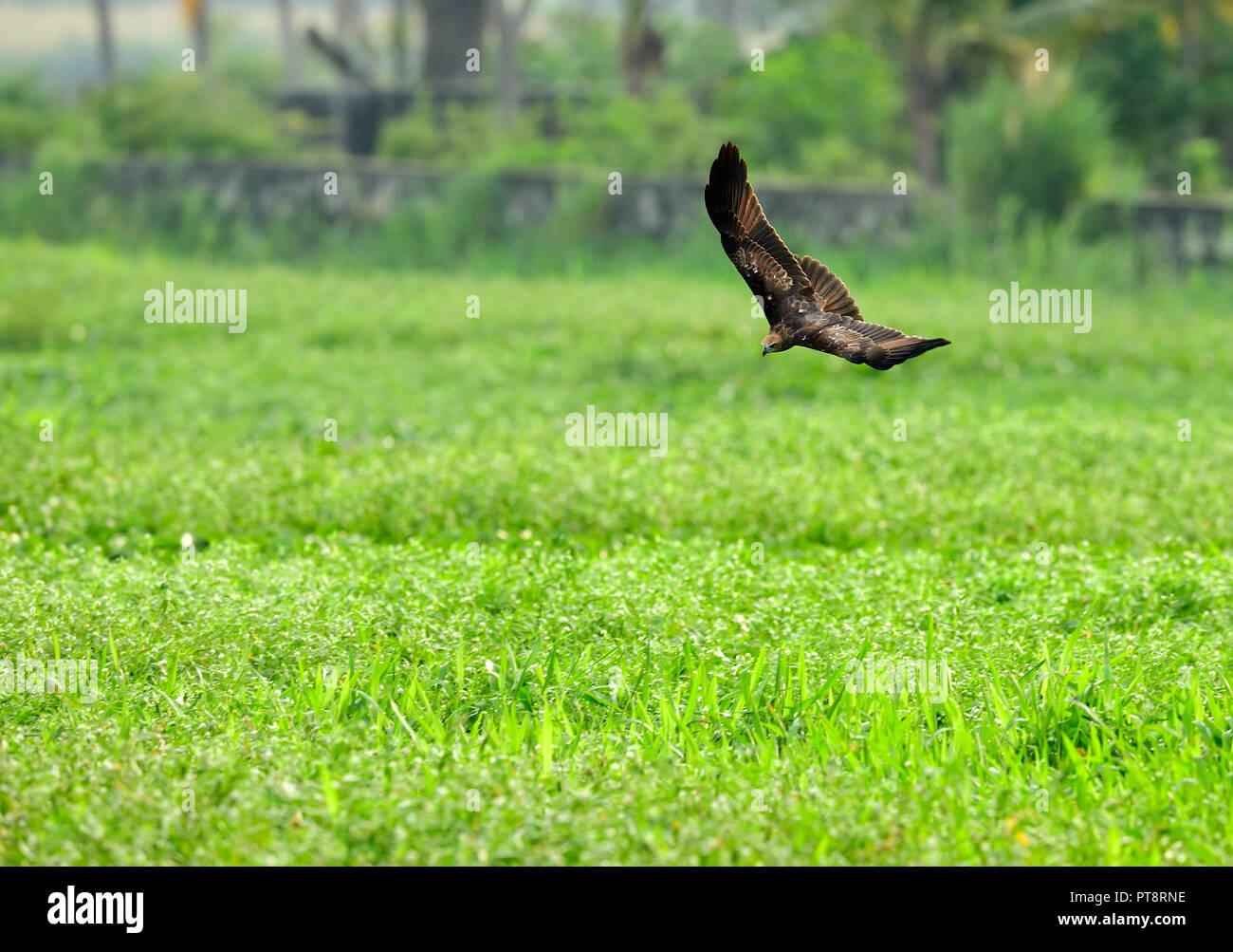 Vuelo de aves rapaces. Pájaro en pleno vuelo con las alas abiertas. Escenas de acción de la naturaleza. Milano negro, Milvus migrans, borrosa en el fondo del bosque. Foto de stock