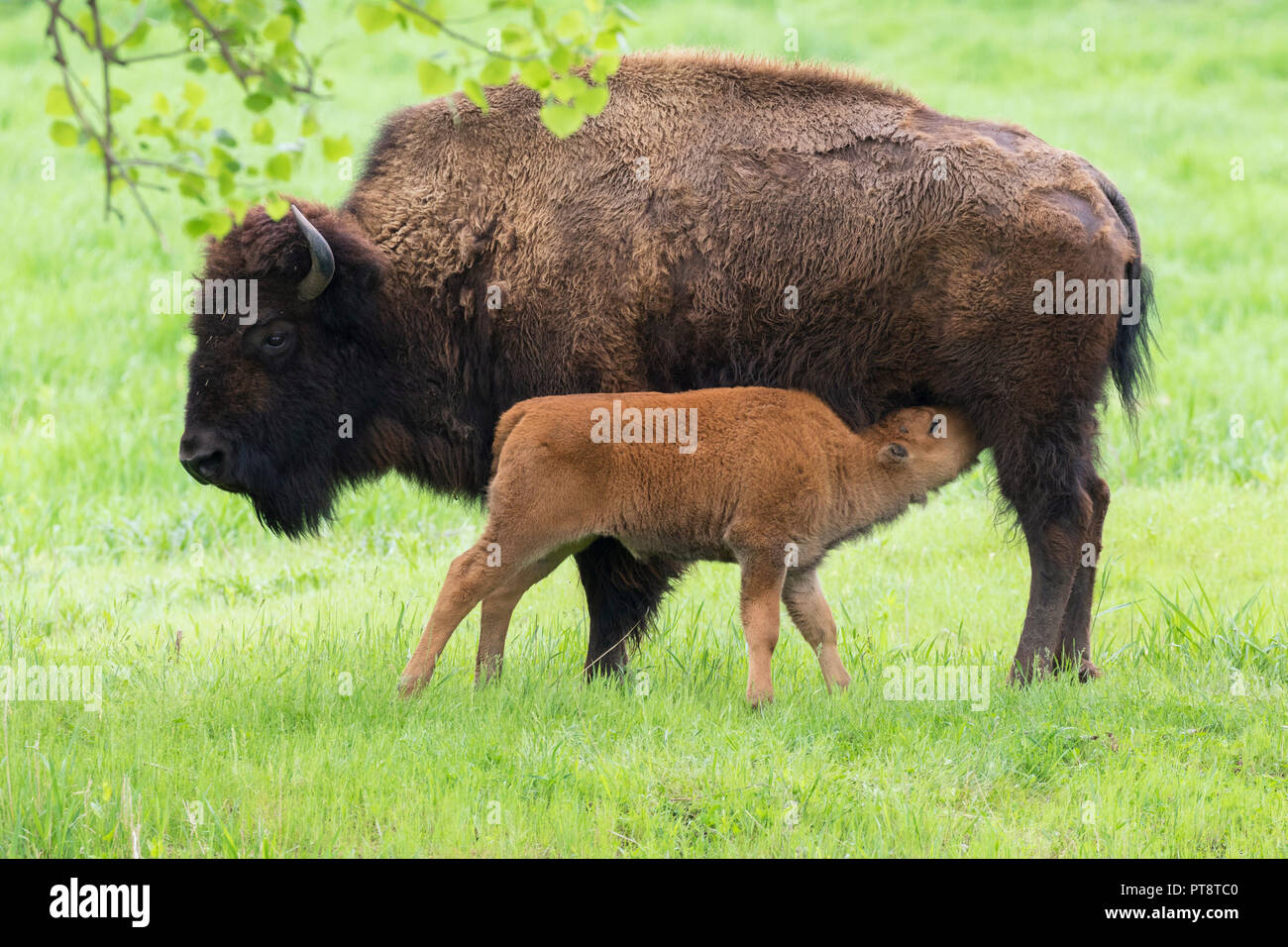 Hembra American Buffalo (Bison bison) que alimentan su ternero en la pradera verde Foto de stock